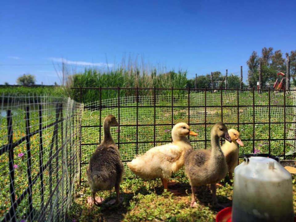 Camping Village Tuscia Tirrenica Tarquinia Bagian luar foto