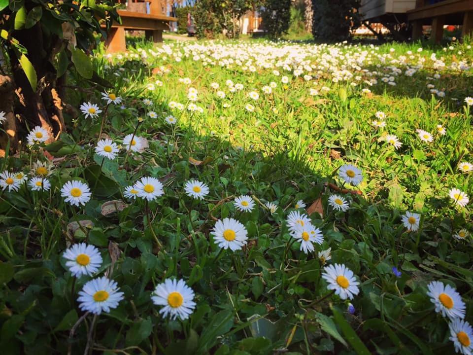 Camping Village Tuscia Tirrenica Tarquinia Bagian luar foto